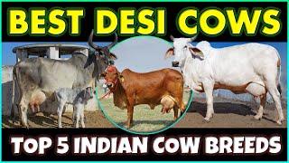 Top 5 Indian Cow Breeds | Best Desi Cow Breeds