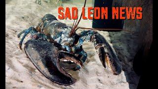 Sad Leon News