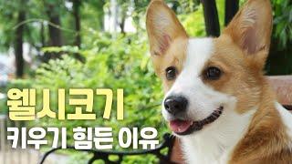 [ENG] 웰시코기를 입양하기 전에 이 영상을 보세요