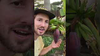 Have you seen a smaller cutie #shorts #gardener #bananas #bananaplant #hawaii #growingfood