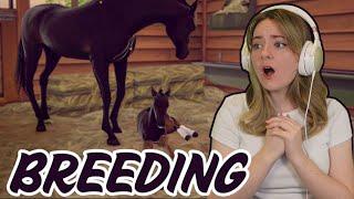 BREEDING AND BUYING PURE BLACK ARABIAN HORSES | Pinehaven