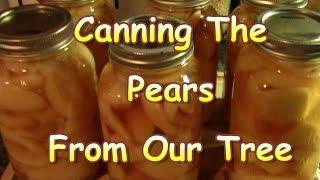 Canning Pears From Our Tree