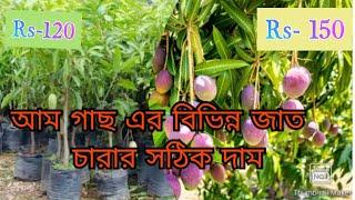 Mango plant Price. আম গাছের বিভিন্ন ভ্যারাইটি,ও চারা গাছের সঠিক  দাম জানতে vedio টি অবশ্যই দেখুন ।