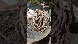 Bonsai Bulu  akar ubur ubur