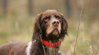 Picardy Spaniel (Epagneul Picard)