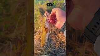 SNAKEHEAD FISHING,  AMAZING LURE FISHING !!! #lurefishing #shortsvideo