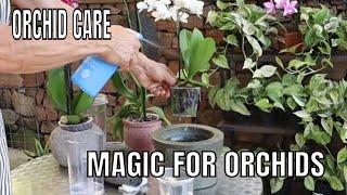 Magic Garlic Tonic: Revive Orchids, Fight Fungus & Bacteria!