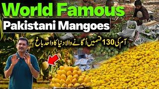 World Famous Pakistani Mangoes | 130 Types of Mangoes | The Most Expensive Mango in the World
