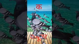 कबूतर