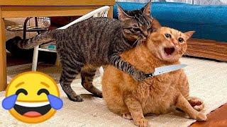 New funniest  CATS  and DOGS  video Funniest Animals Video 2024 #13