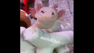 axolotl attack