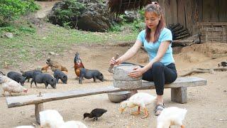 Farm Life: Daily work at farm, Grind corn with stone mill, Take care of rice - Thị Hiền