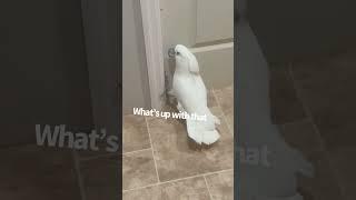 Buster the cockatoo day without Dad! Subtitled! He's never getting transferred, fowl language