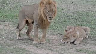 Lions Timbavati - Mating whole pride