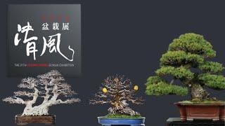 제31회 청풍분재전 THE 31TH CHEONG - POONG BONSAI EXHIBITION