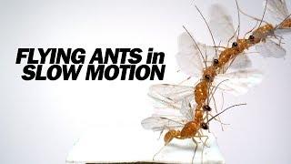 Flying Ants Up-Close & in Slow Motion