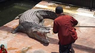 Predator Fun Park - attractions with large crocodile