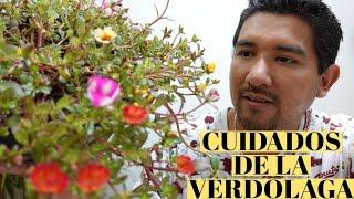 La Verdolaga y sus Flores / Aprendiendo a Cuidar