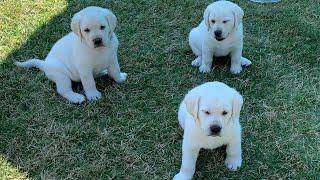 GREAT ESCAPE! Adorable Lab Puppies Play Outside