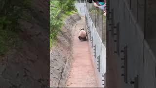 雅猪猪她扭得好欢乐 #panda #大熊猫 #一方水土养一方熊猫 #cute #宝宝 #熊