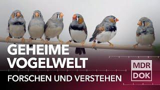 Das Geheimnis der Vögel ° Forschen und Verstehen | MDR DOK