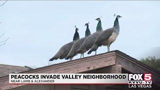 Peacocks find home in northeast Las Vegas neighborhood