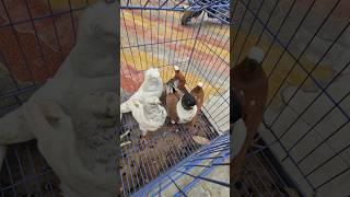 #pigeon#newpigeon#populerpigeon#bird#viralreels#kabutar #pigeonbird #mostpopular #trend#kabuterbazi