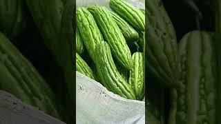 Primadona