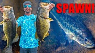 Bed Fishing Master Class (Unlock the Secrets to Catching Giant Bass on Beds)
