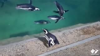 Zoo Insider - Penguins Tour the Aquarium