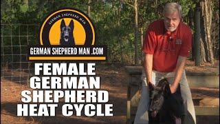 Female German Shepherd heat cycle explained by GSM