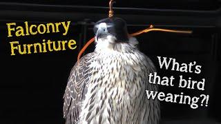 Falconry Basics | Introduction to Falconry Furniture