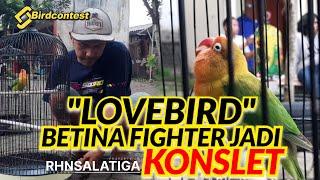 SEMUA BISA CETAK LOVEBIRD BETINA FIGHTER JADI KONSLET.GENDUB RHN