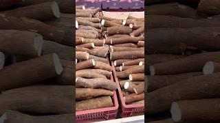 Что такое маниока и с чем её едят? #маниока #бразилия #еда #картошка