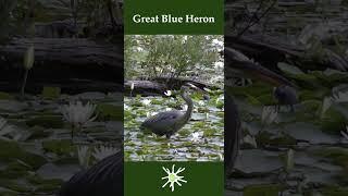 Heron Eats Turtle