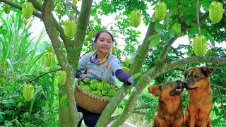 Full Video: Harvesting Starfruit Goes to Market Sell - Farm, Harvest, Daily Life | Tieu Lien