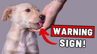 7 Signs Your Dog Dislikes You