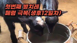 (생후12일) 가축 키우기 어렵네요. 귀여운 아기염소 #염소 #성장 #귀농