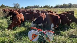 watch em graze n trample. 500,000 Pounds of beef to the acre!