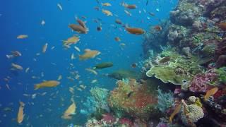 Diving Komodo Batubolong