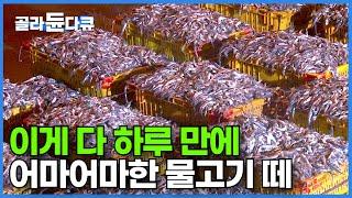 갑판 위 2km 초대형 그물에 수두룩 빽빽 뒤엉킨 물고기 떼를 터는 데만 5시간!┃극한의 바다! 사나이들의 극한 노동 48시간 현장┃부산 어부 만선 멸치잡이┃극한직업┃#골라듄다큐