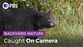 Caught On Camera | Backyard Nature