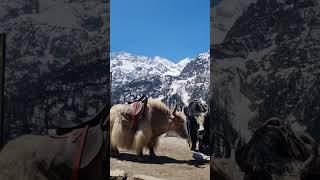 yaak , Manali #viralvideo