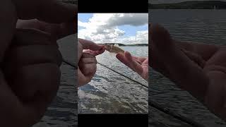 Трофеи Минского моря @fishfilos by @danclaimant  #философиярыболова #маркарыбака #fishing #рыбалка