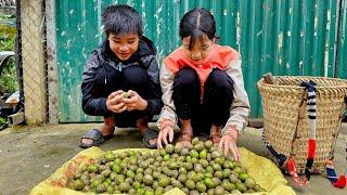 The homeless boy and the poor girl picked fruit to sell and used plants to fence their garden