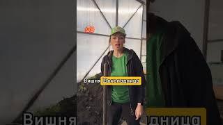  Необычные сорта плодовых для вашего сада #питомникросток #растения #саженцы #сад #деревья
