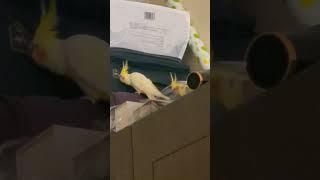 Cute #cockatiel @birdbt #bird #stressbuster @Jindumindu2022