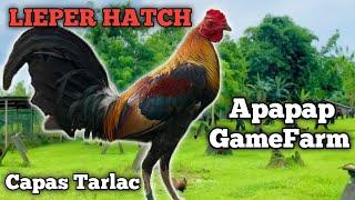 LIEPER HATCH - APAPAP GAMEFARM - QUALITY GAMEFOWL IN THE PHILIPPINES...