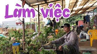 381. Một Ngày Làm Việc Ở Trang Trại | CÂY CẢNH CHỢ HÀNG Hải Phòng