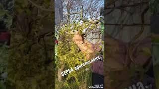 Готовимся к Вербному Воскресенью!